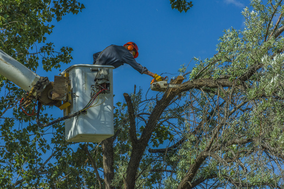 tree removal services houston