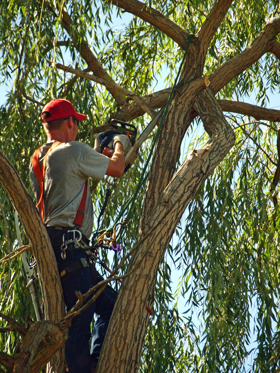 arborist trimming a tree